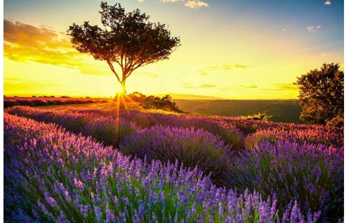 Provence'e Gitmek İçin 10 Neden